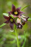 Fritillaria camschatcensis