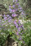 Penstemon pruinosus