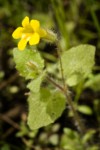 Mimulus floribundus