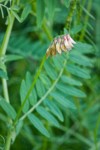 Vicia nigricans ssp. gigantea