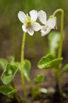 Viola macloskeyi