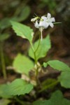 Campanula scouleri