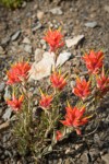 Castilleja elmeri