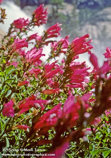 Penstemon newberryi