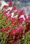 Penstemon newberryi