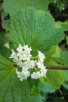 Viburnum edule