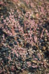 Eriogonum vimineum