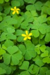 Oxalis suksdorfii