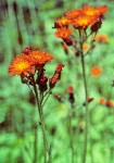 Orange Hawkweed