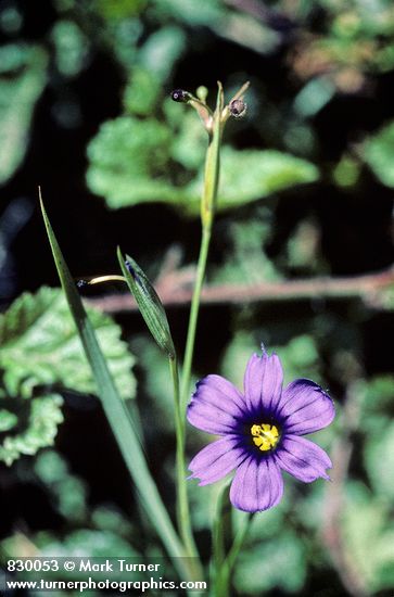 Sisyrinchium bellum