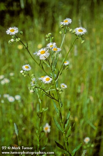 Erigeron annuus