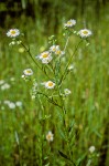 Daisy-fleabane in meadow