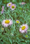 Erigeron foliosus