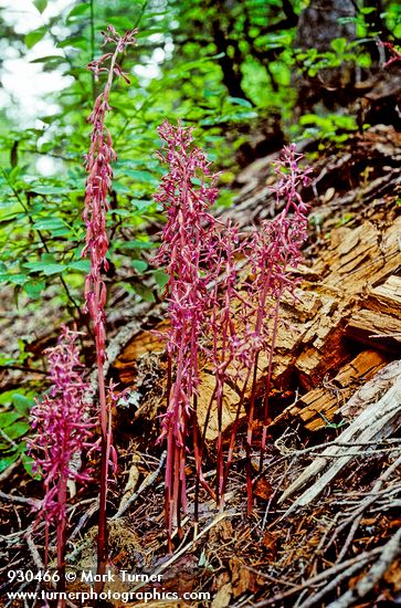 Corallorhiza mertensiana