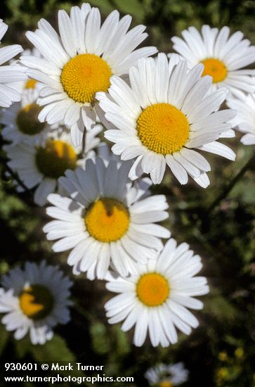 Chrysanthemum leucanthemum