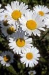 Leucanthemum vulgare