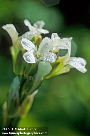 Arabis drummondii