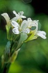 Drummond's Rock Cress flowers