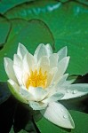 American Water-lily