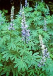 Large-leaved Lupines