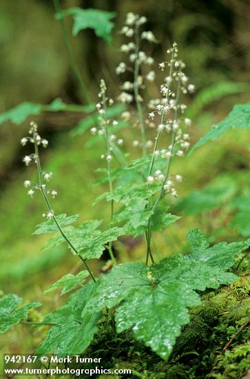 Tiarella trifoliata