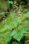 Tiarella trifoliata