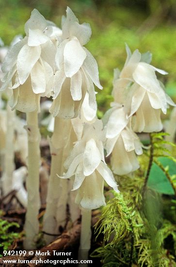 Monotropa uniflora