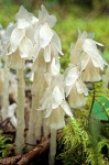 Monotropa uniflora