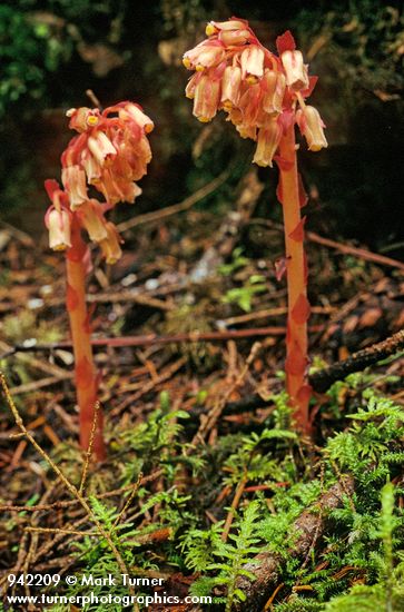 Monotropa hypopithys