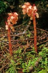 Monotropa hypopithys