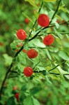 Red Huckleberry berries
