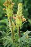 Pedicularis bracteosa