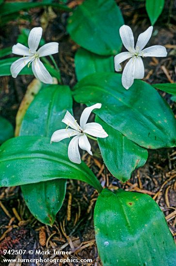 Clintonia uniflora