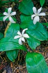 Clintonia uniflora