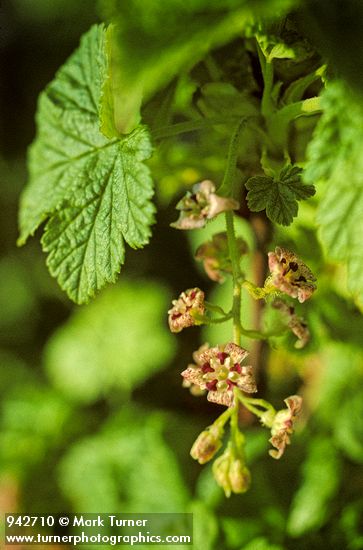 Ribes acerifolium (R. howellii)