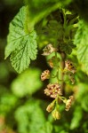 Ribes acerifolium