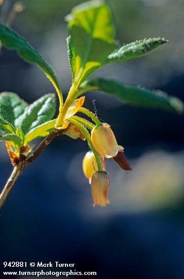 Menziesia ferruginea