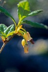 Fool's Huckleberry blossoms