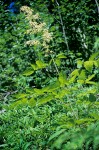 Aruncus dioicus