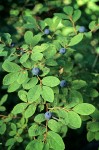 Oval-leaved Huckleberry w/fruit