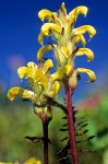 Pedicularis rainierensis