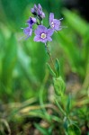 Veronica cusickii