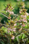 Pedicularis racemosa