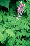 Corydalis scouleri