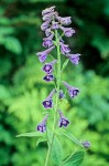 Delphinium glaucum