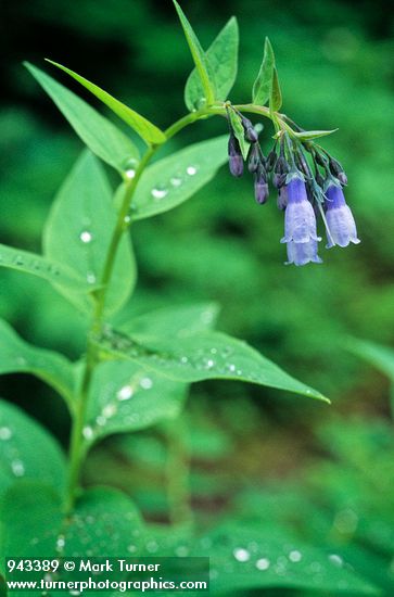 Mertensia paniculata