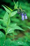 Mertensia paniculata