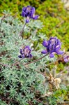 Lupinus lepidus var. lobbii