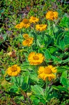 Helenium bolanderi