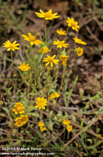 Crocidium multicaule